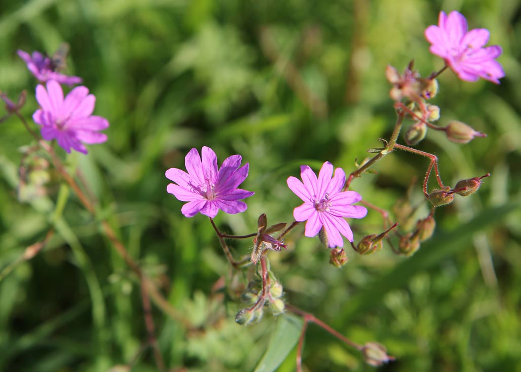 Изображение особи Geranium pyrenaicum.