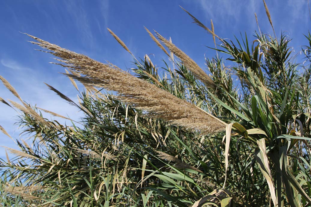 Изображение особи Arundo donax.