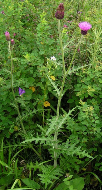 Изображение особи Cirsium maackii.