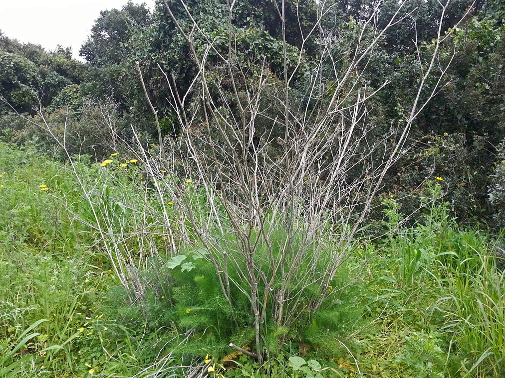 Image of Foeniculum vulgare specimen.