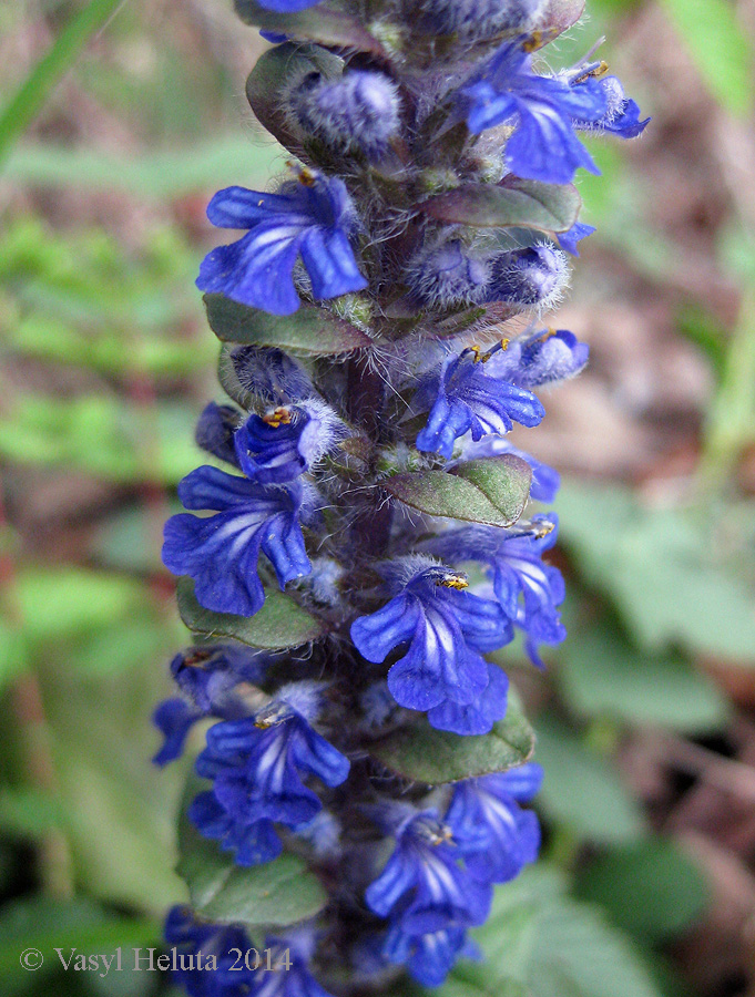 Image of Ajuga reptans specimen.