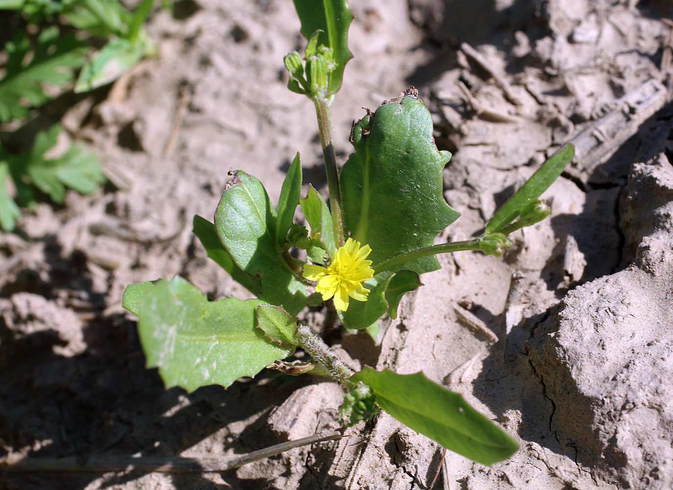 Изображение особи Garhadiolus papposus.