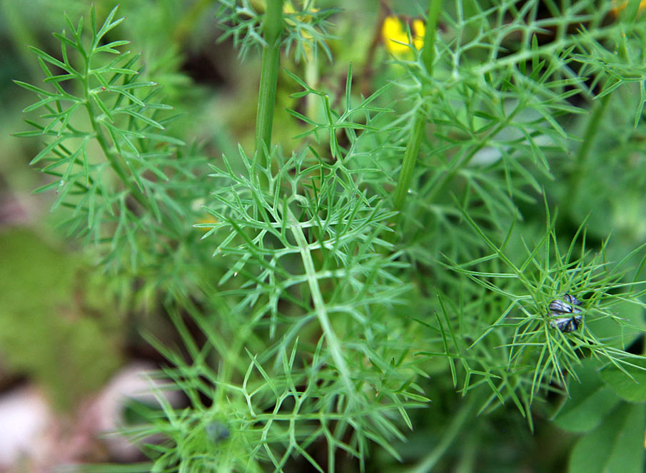 Изображение особи Nigella damascena.