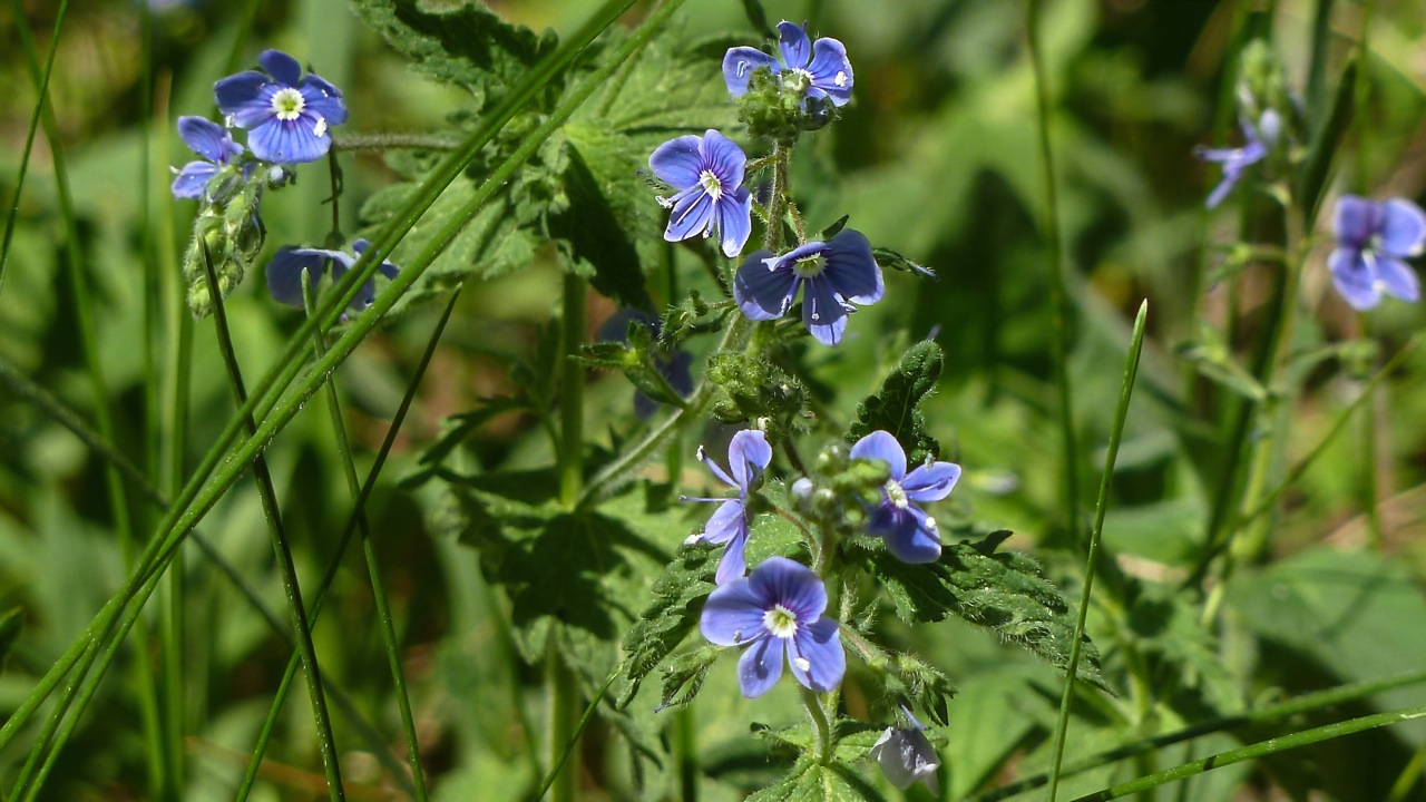 Image of Veronica chamaedrys specimen.