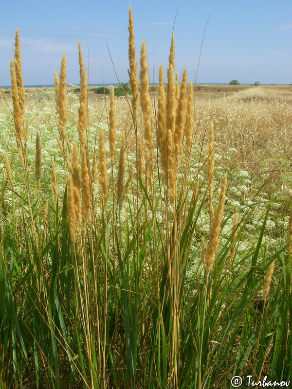 Image of Calamagrostis glomerata specimen.