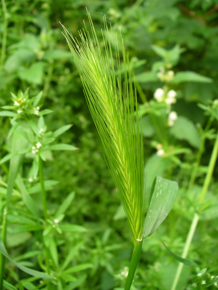 Изображение особи Hordeum leporinum.