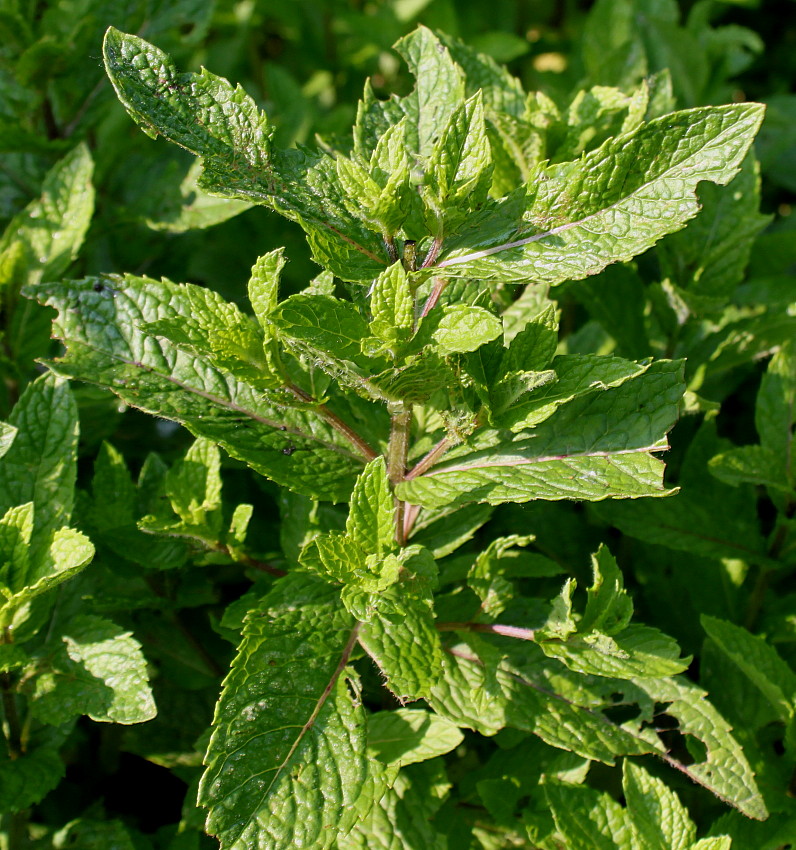 Image of Mentha spicata specimen.
