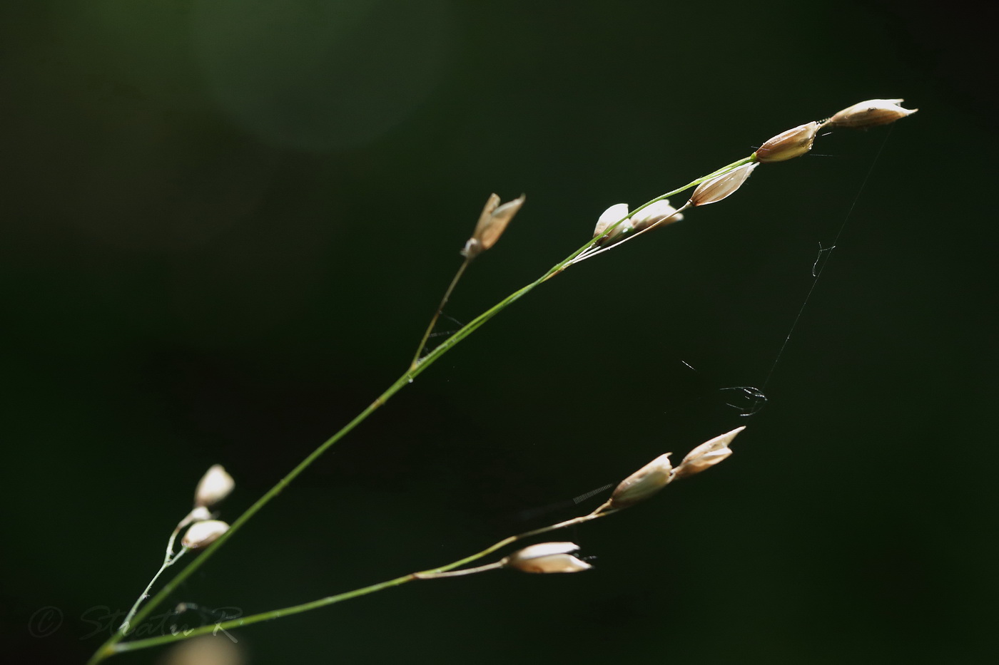 Изображение особи Melica uniflora.