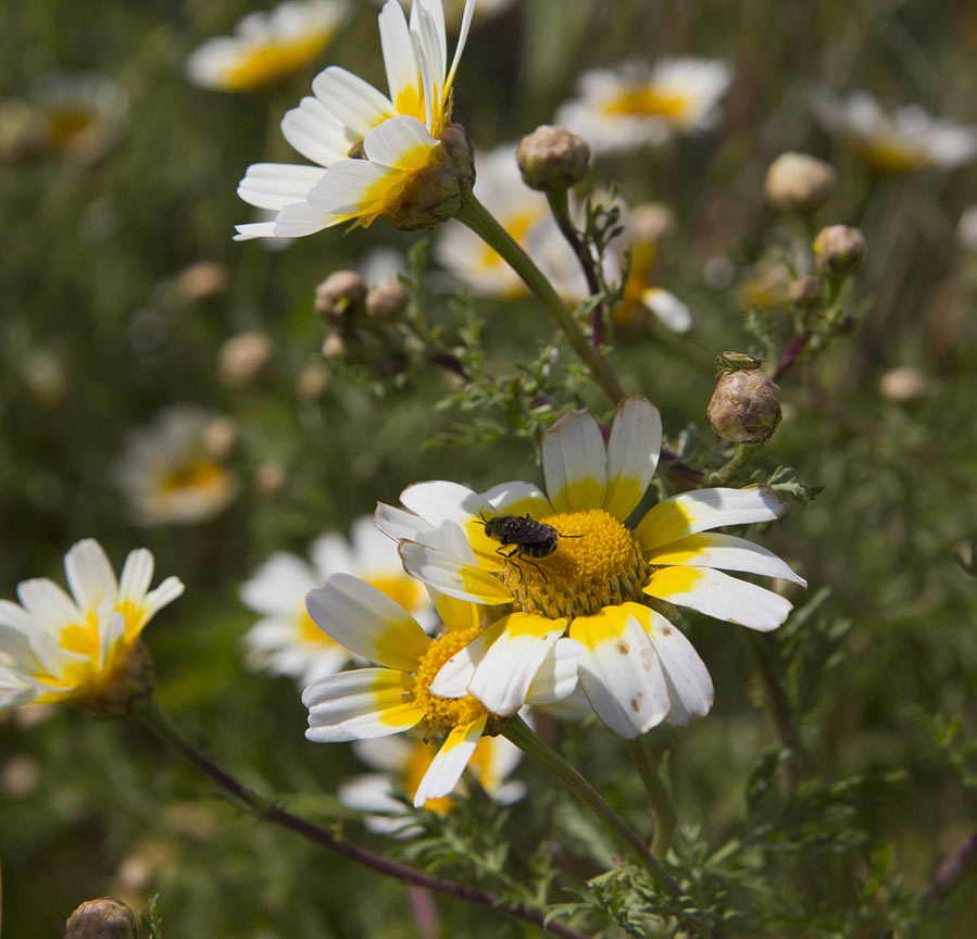 Image of Glebionis coronaria specimen.