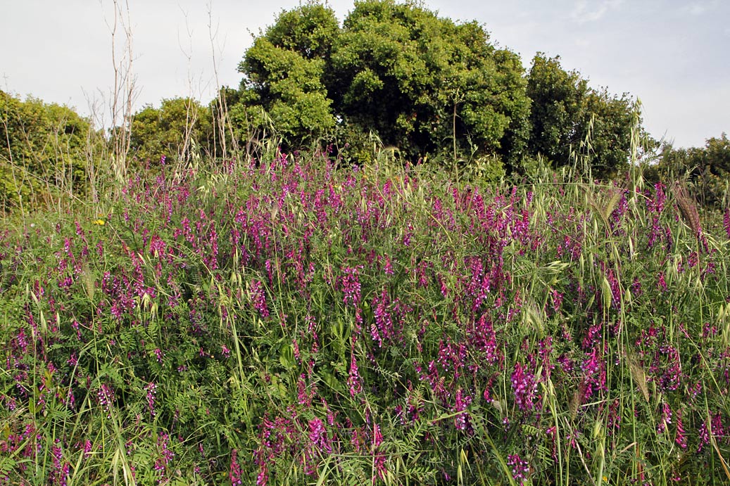 Изображение особи Vicia varia.