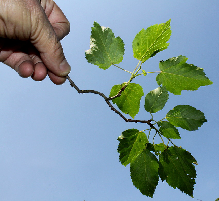 Image of Acer tataricum specimen.