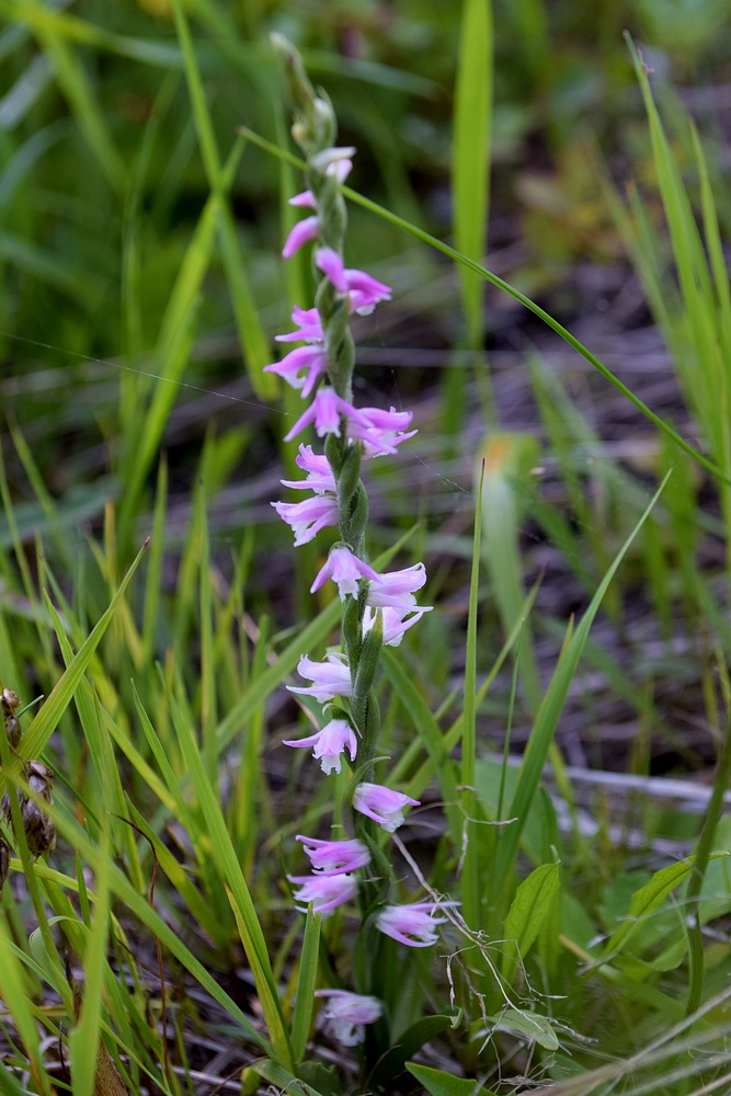 Изображение особи Spiranthes australis.