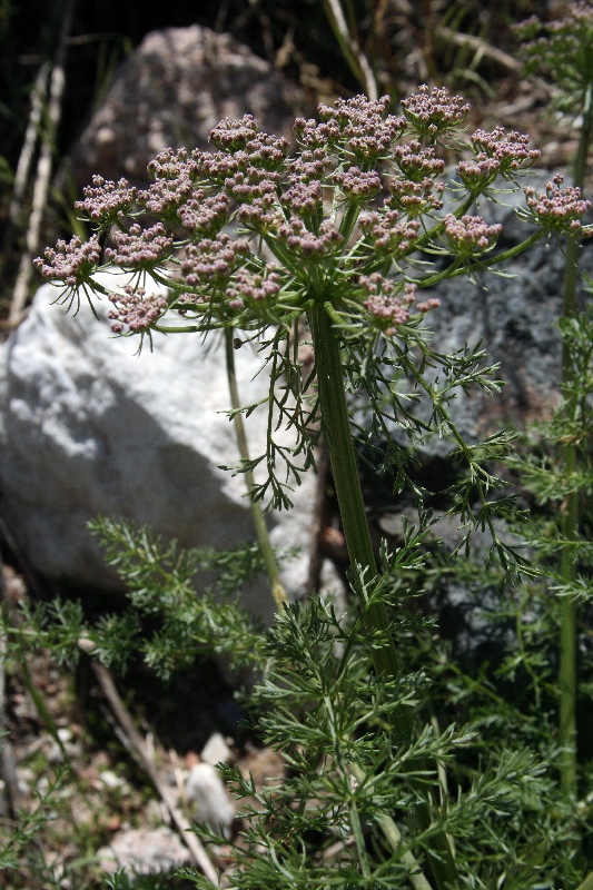 Image of Schrenkia golickeana specimen.