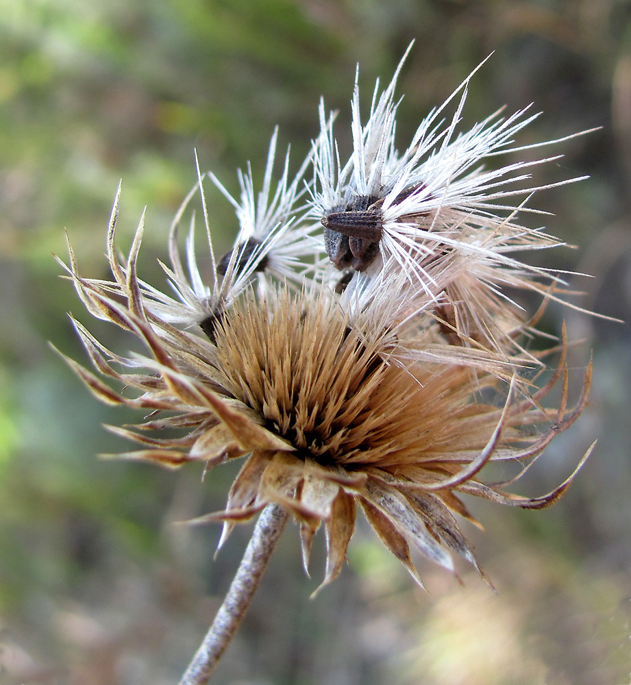 Изображение особи Jurinea arachnoidea.