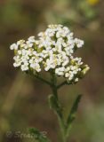 род Achillea. Соцветие. Молдова, мун. Кишинев, окр. с. Гидигич. 10.08.2014.