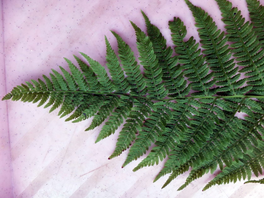 Изображение особи Athyrium filix-femina.