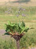 род Limonium. Выкопанное цветущее растение. Ростовская обл., Неклиновский р-н, Самбекское с/п, дол. р. Сухой Самбек, на лугу. 22.08.2014.