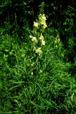 Linaria vulgaris