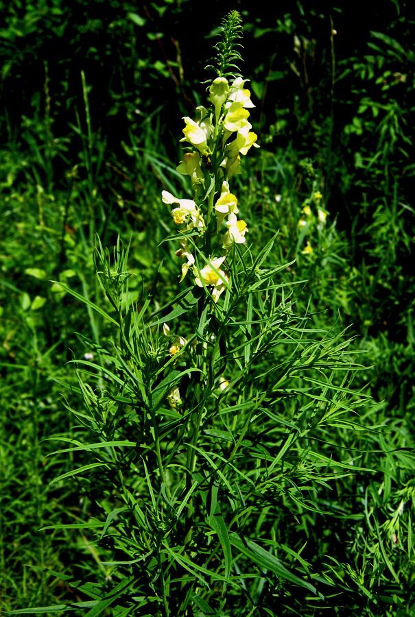 Image of Linaria vulgaris specimen.
