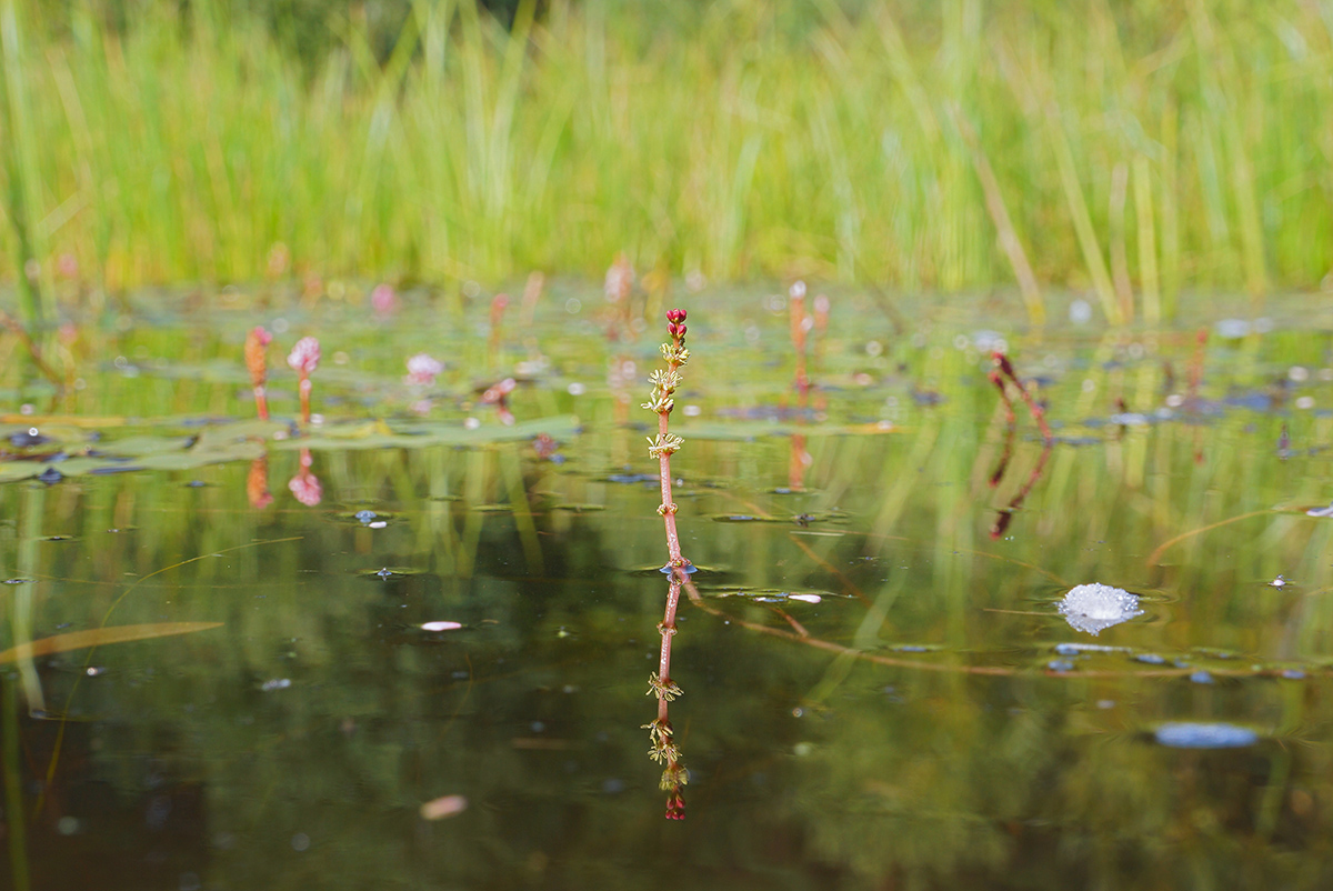 Изображение особи род Myriophyllum.