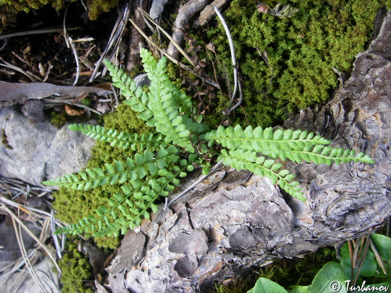 Изображение особи Asplenium viride.