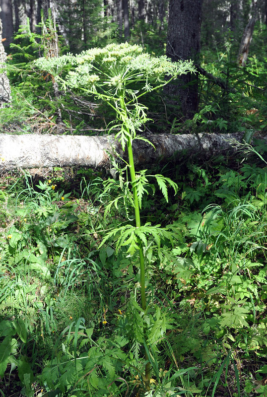 Изображение особи Pleurospermum uralense.