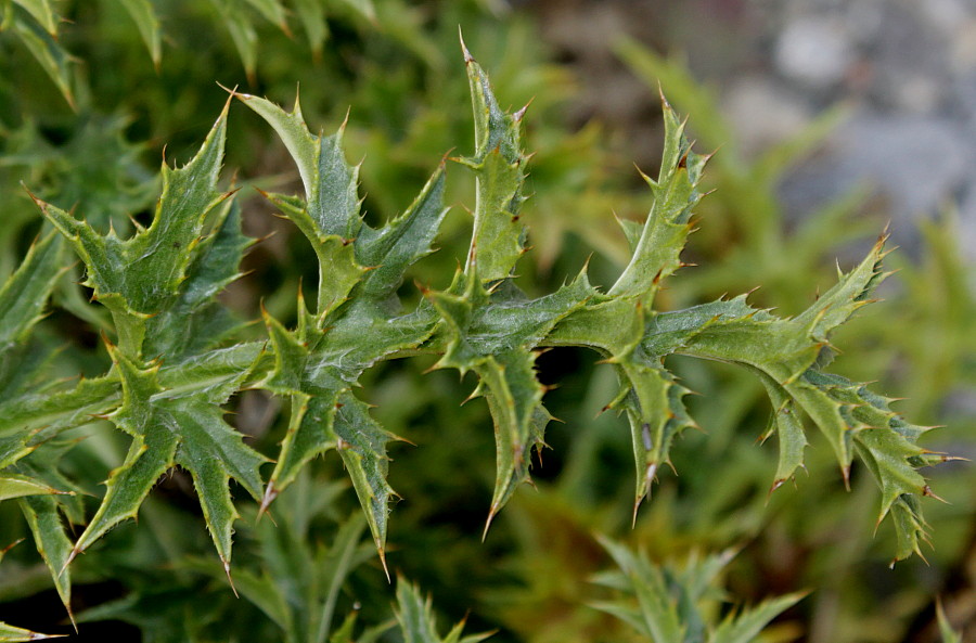 Image of Carlina acaulis ssp. caulescens specimen.