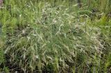 Astragalus melilotoides. Цветущие и плодоносящие растения на поляне в сосновом бору. Юг Красноярского края, окр. г. Минусинск. Июль 2009 г.