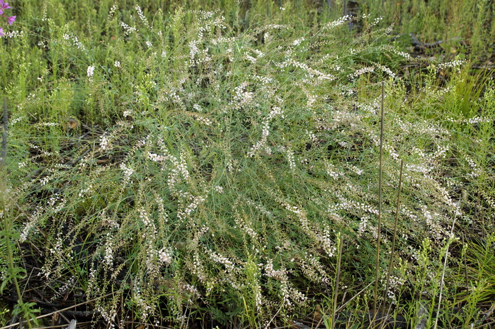 Изображение особи Astragalus melilotoides.