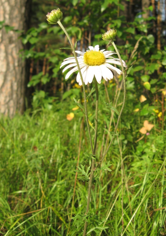 Image of Chrysanthemum zawadskii specimen.