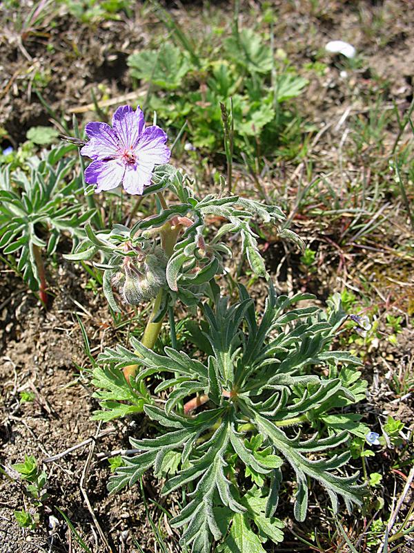 Изображение особи Geranium tuberosum.