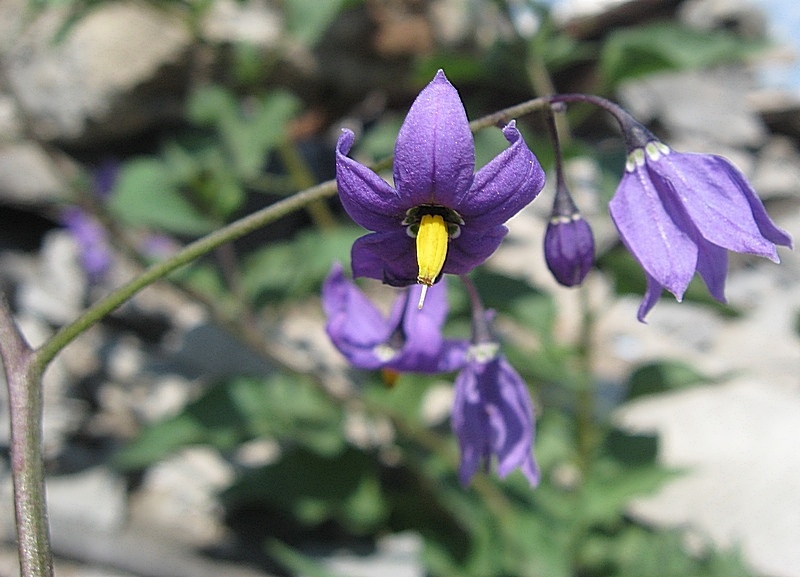 Image of Solanum kitagawae specimen.