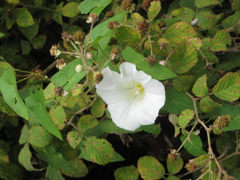 Image of Calystegia sepium specimen.