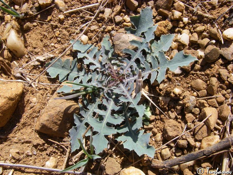 Image of Taraxacum hybernum specimen.