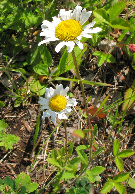 Image of Leucanthemum ircutianum specimen.