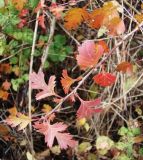 Crataegus monogyna