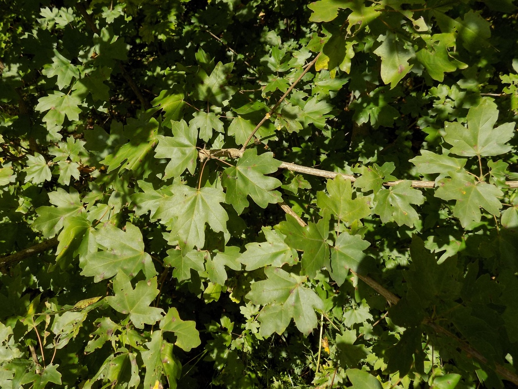 Image of Acer campestre specimen.