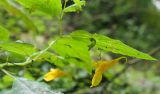 Impatiens noli-tangere