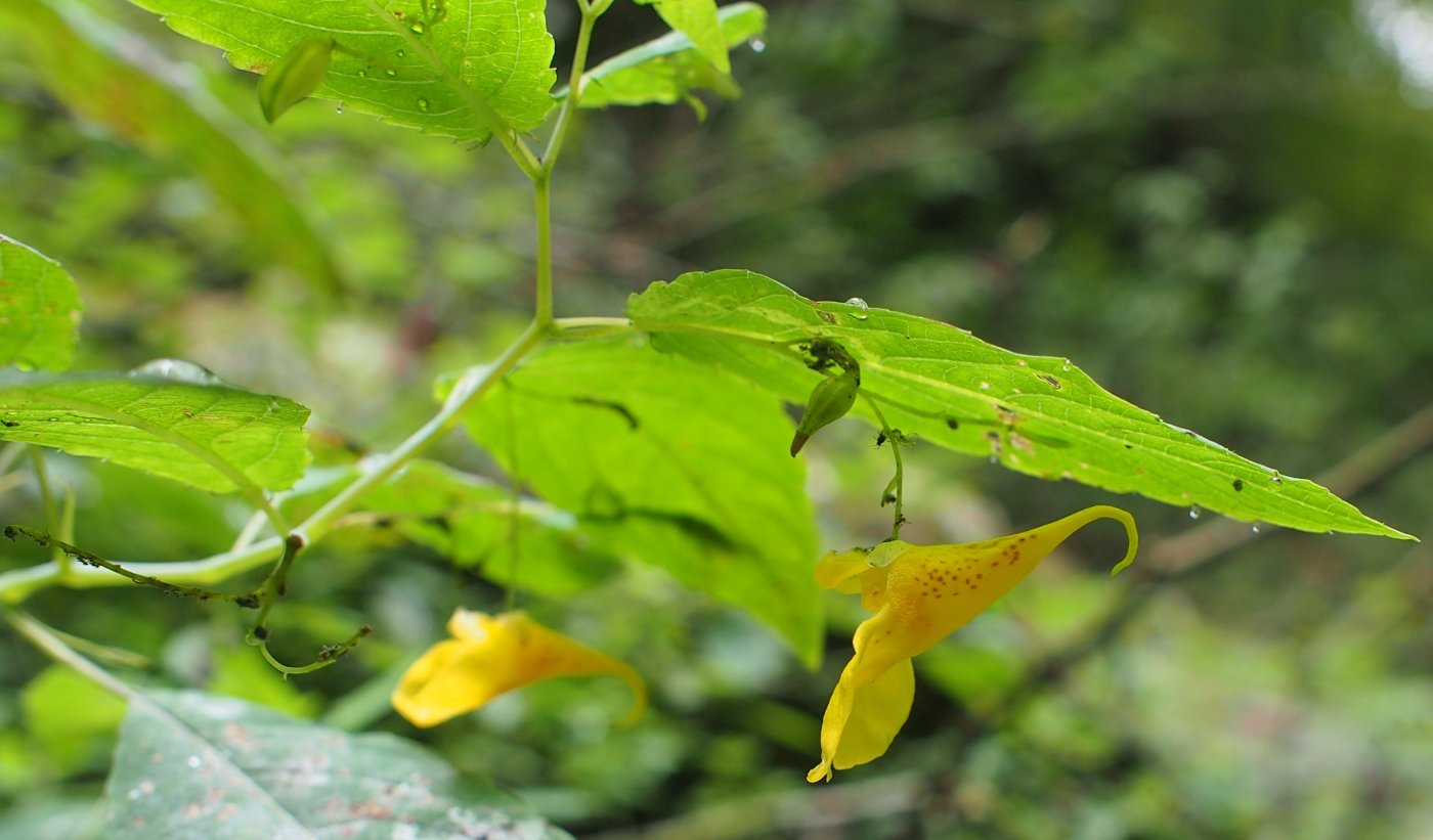 Image of Impatiens noli-tangere specimen.