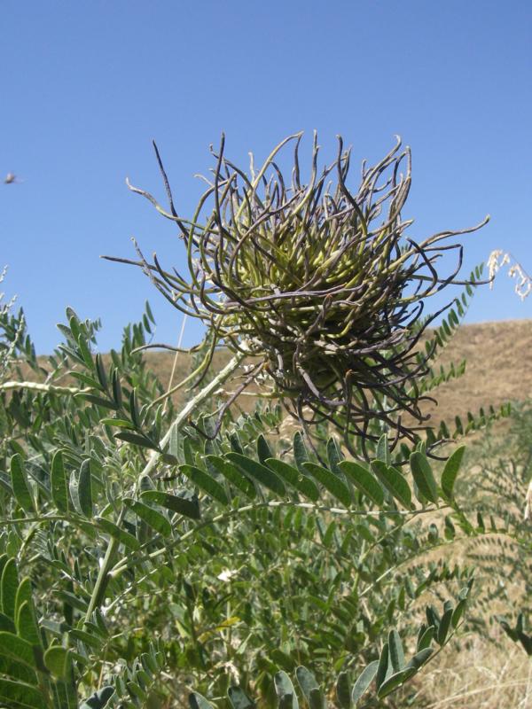 Image of Pseudosophora alopecuroides specimen.