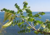Colutea cilicica