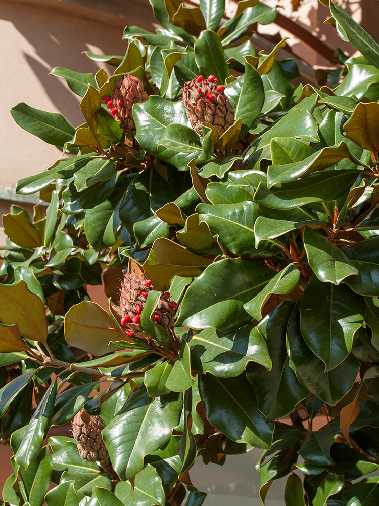 Image of Magnolia grandiflora specimen.