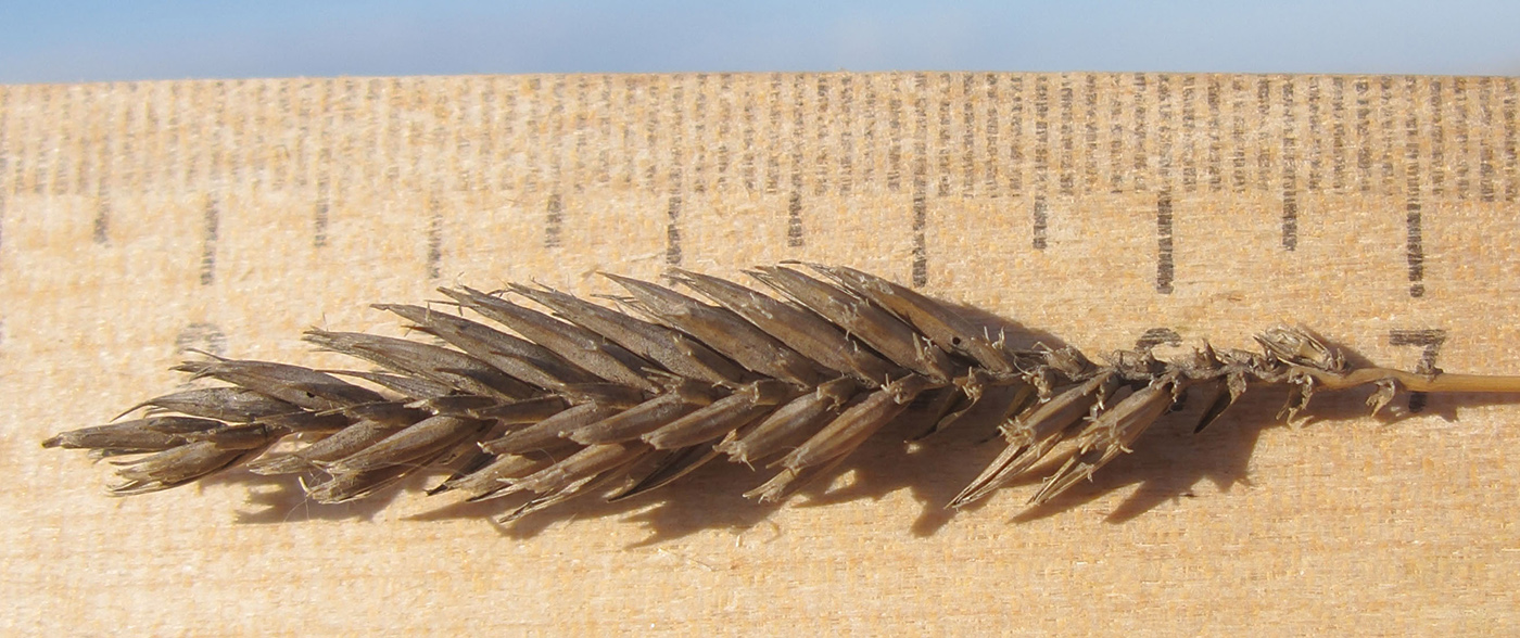 Изображение особи Agropyron pectinatum.