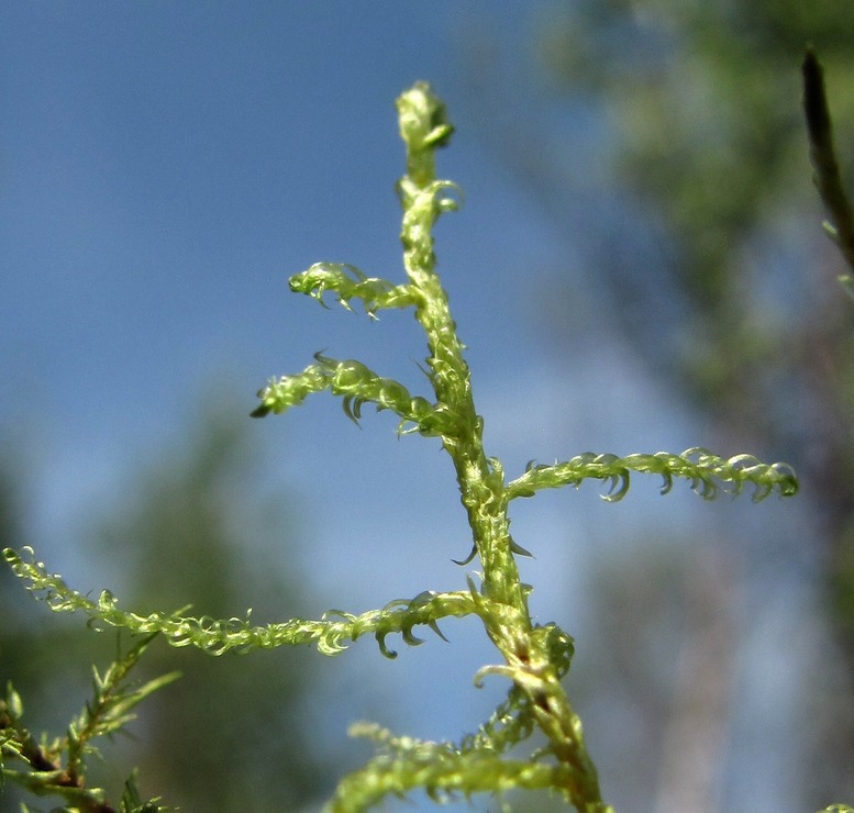 Изображение особи Drepanocladus aduncus.