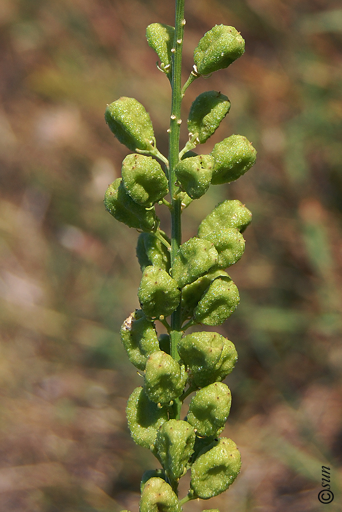 Изображение особи Reseda lutea.