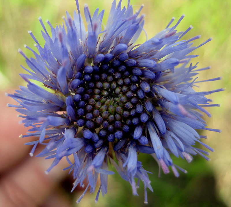 Image of Jasione montana specimen.