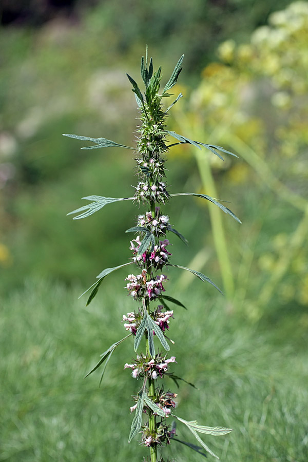 Изображение особи Leonurus turkestanicus.