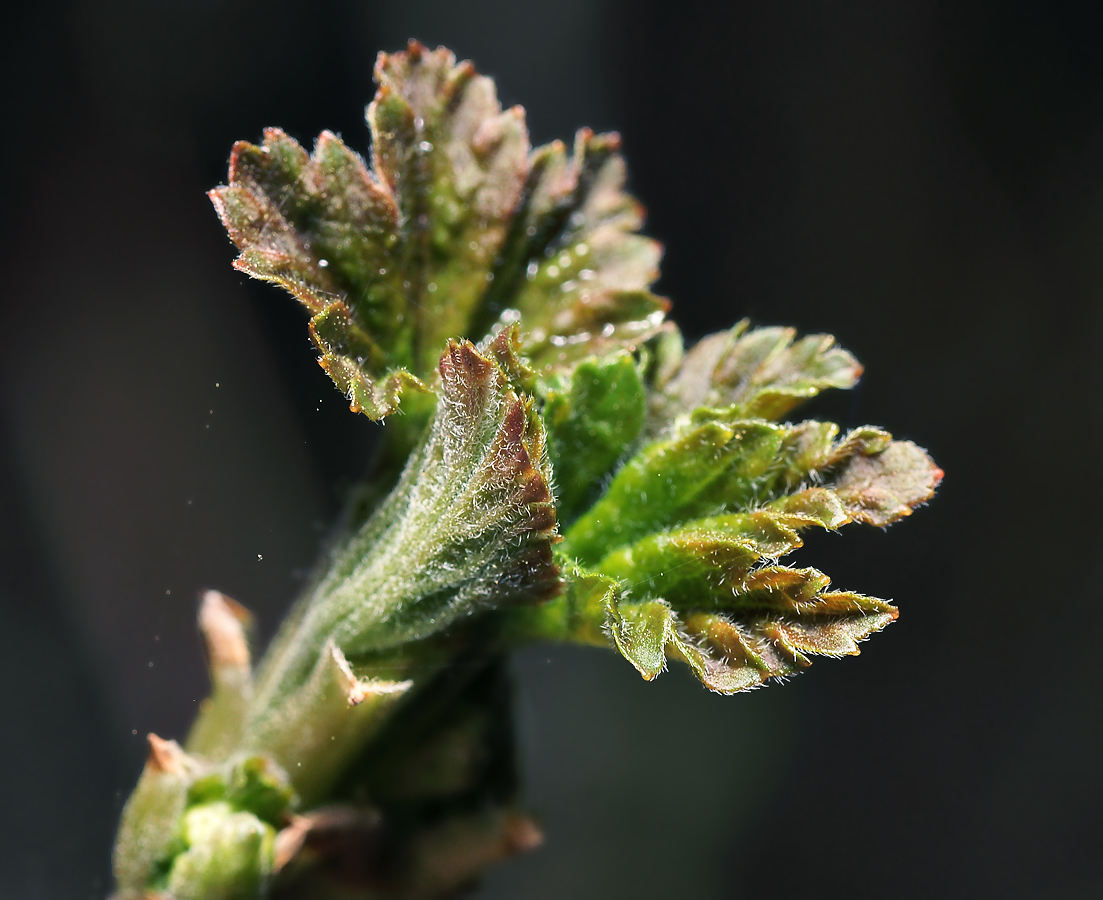 Image of Ribes rubrum specimen.