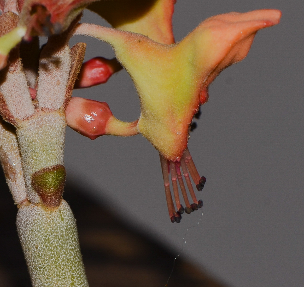 Изображение особи Euphorbia lomelii.