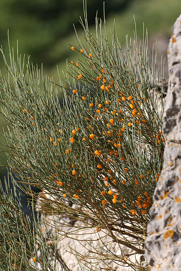Image of Ephedra equisetina specimen.